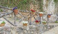 Beautiful street in Valldemossa with traditional flower decoration, famous old mediterranean village of Majorca. Balearic island Royalty Free Stock Photo