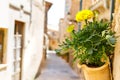 Beautiful street in Valldemossa with traditional flower decoration, famous old mediterranean village of Majorca Royalty Free Stock Photo