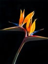 Two headed bird of paradise flower or strelitzia isolated on black background Royalty Free Stock Photo