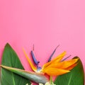 Beautiful Strelitzia reginae flower on  pink paper background. Macro of Bird of Paradise on  color background, flower close-up Royalty Free Stock Photo