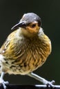 Macleay`s Honeyeater in Australia