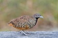 Beautiful stripe brown and black with button eyes look, barred buttonquail, common gound bird in open land