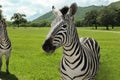 Beautiful striped African zebras in safari park