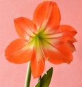 Beautiful Striped Barbados Lily Royalty Free Stock Photo