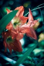 Beautiful Striped Barbados Lily Flower Royalty Free Stock Photo