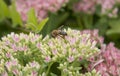 Beautiful striped bumblebee and bees.