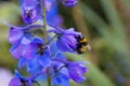 Beautiful striped bumblebee and bees.