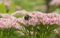 Beautiful striped bumblebee and bees.