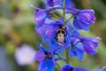 Beautiful striped bumblebee and bees.