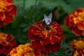 Beautiful striped bumblebee and bees.