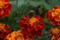 Beautiful striped bumblebee and bees.