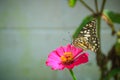 Beautiful striped butterfly is perching on pink Zinnia flower (Zinnia violacea Cav.) in summer garden on sunny day. Zinnia is a g Royalty Free Stock Photo