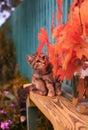 Beautiful striped cat in the autumn garden on a bench playing am