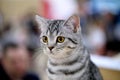 Beautiful striped cat Royalty Free Stock Photo