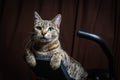 Beautiful striped cat is lying on a stationary bike and looking at you