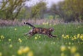 Beautiful striped cat runs quickly through the spring blooming meadow