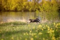 Beautiful striped cat runs quickly through the spring blooming Sunny meadow