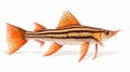 Beautiful Striped Catfish With Large Fins And Copper Orange Color