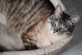 Beautiful striped cream cat with blue eyes lies on the bed with his paw thrown over.