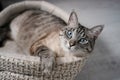 Beautiful striped cream cat with blue eyes is lying on a bed, going to sleep, yawns.