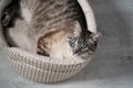 Beautiful striped cream cat with blue eyes is lying on a bed, going to sleep, yawns.