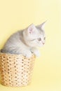 Beautiful striped fluffy kitten sitting in a wicker basket on ye