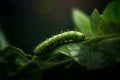 Beautiful striped green caterpillar Swallowtail butterfly on branch 1690446536559 7 Royalty Free Stock Photo