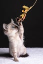 Beautiful striped grey kitten with blue eyes playing with a leaf on long stem Royalty Free Stock Photo