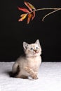 Beautiful striped grey kitten with blue eyes playing with a leaf on long stem Royalty Free Stock Photo