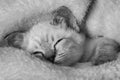 Beautiful striped grey kitten sleeping peaceful in fluffy blanket Royalty Free Stock Photo