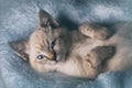 Beautiful striped grey kitten sleeping peaceful in fluffy blanket Royalty Free Stock Photo