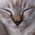 Beautiful striped grey kitten sleeping peaceful in fluffy blanket Royalty Free Stock Photo