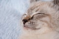 Beautiful striped grey kitten sleeping peaceful in fluffy blanket Royalty Free Stock Photo