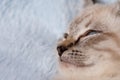 Beautiful striped grey kitten sleeping peaceful in fluffy blanket Royalty Free Stock Photo