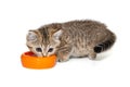 Beautiful striped kitten eats with an orange bowl