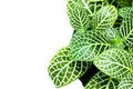 Beautiful striped leaf ornamental plants close up on white background