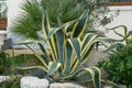 Beautiful striped leaves American agave Marginata Agave americana or sentry plant