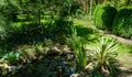 Beautiful striped leaves of Yucca gloriosa Variegata on shore of garden pond. Trimmed boxwood bush Buxus sempervirens on backgroun Royalty Free Stock Photo