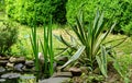 Beautiful striped leaves of Yucca gloriosa Variegata on shore of garden pond. Trimmed boxwood bush Buxus sempervirens