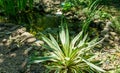 Beautiful striped leaves of Yucca gloriosa Variegata on shore of garden pond