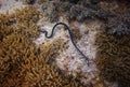 Sea snake hunting on he reef Royalty Free Stock Photo