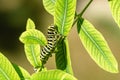 Beautiful striped Swallowtail butterfly caterpillar sits on bright green leaves of willow Salix integra Hakuro-Nishik