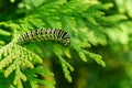 Beautiful striped Swallowtail butterfly caterpillar sits on green branch of western thuja. Macro caterpillar of Papilio machaon