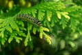 Beautiful striped Swallowtail butterfly caterpillar sits on green branch of western thuja. Macro caterpillar of Papilio machaon