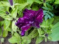 Striped terry violet large petunia in the garden