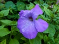Striped terry violet large petunia in the garden