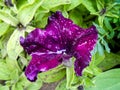 Striped terry violet large petunia in the garden