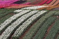 Beautiful stripes of color at tulip flower farms in Tasmania Royalty Free Stock Photo