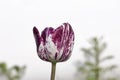 Beautiful stripped violet white tulip closeup