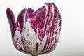 Beautiful stripped violet white tulip macro